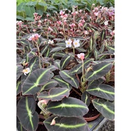 【UnclePot】Cameron Begonia Masculata/ Soli-Mutata/ listada  (Real Plant)(Polka Dot Begonia)