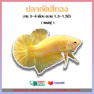 🔥 สินค้าใหม่ 🔥 ปลากัดสวยงาม เลือกสีได้ คัดเกรดอย่างดี เพศผู้ 💚 เลี้ยงง่าย ไม่ต้องใช้อ็อกซิเจน