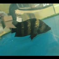 datz ngt papua 14cm