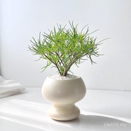 Potted Plant Table Decompression Office Kirin Emotional Desert Coffee Table Plant Study Nordic Style