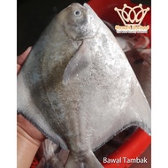 Ikan Bawal Tambak (Siap Siang, Beku) 1 Ekor