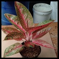 Promo Legacy Orange Sedang ( Tanaman Hias Daun : Aglaonema/Aglonema)