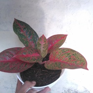 aglaonema red stardust