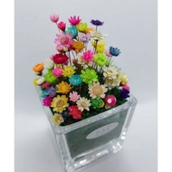 Lovely Gifts BeBe Flowers @ Mini Glass BeBe Garden