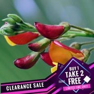 Pigeon Peas Seeds Pea Pigeon Seeds Rare Pea Seeds Heirloom Pea Seeds Organic Pea Seeds Kadyos Seeds