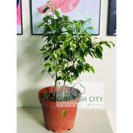 GNC - Ficus Benjamina Variegated Live Plant Pokok Jawi Batik Hiasan Landscape Laman 花叶垂榕