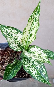 Snow White Aglaonema