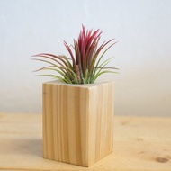 積木空氣鳳梨 - 烈火小精靈【植物保固】 禮物