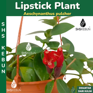 Pokok Lipstick Gantung Bunga Merah Lipstick Plant Pokok Hiasan Indoor Pokok Hidup SHS Kebun