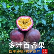 Passion Fruit Seed Passion Fruit Seed Four Seasons Spring Courtyard Indoor Farm Fruit Seed