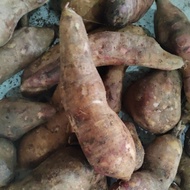 ubi yacon Cameron 1kg rm15.00