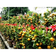 BONSAI FRUIT TREE  / POKOK BUAH | PENGHANTARAN AREA JOHOR BAHRU | DELIVERY WITHIN AREA JOHOR BAHRU