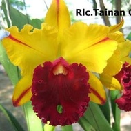 anggrek cattleya tainan gold dewasa