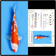 ikan koi import kohaku sakai koi farm [GT17]