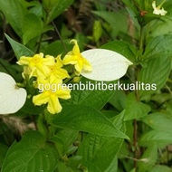 Bibit tanaman hias nusa indah kuning