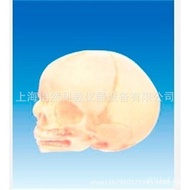 Model Newborn Skeleton Head Baby Head Skeleton Model Human Body HTRC