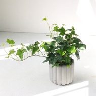 植栽 盆栽 l 純綠常春藤 手指餅乾水泥盆 小綠星星葉片 散光