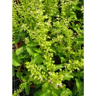 Holy Basil Ocimum Tenuiflorum Indoor House Home Potted Plant Gardening Landscaping