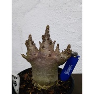 Adenium WSB X KHZ Plant