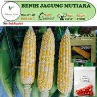 10 biji benih JAGUNG MUTIARA FATIMAH sweet corn seeds hybrid F1 brand Leckat GWG, buah jenis manis. 