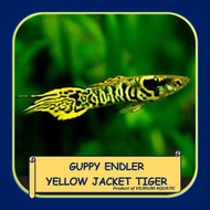 IKAN HIAS AIR TAWAR - GUPPY ENDLER YELLOW JACKET TIGER / GUPPY MINI YELLOW JACKET TIGER