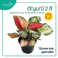 อัญมนีสองสี กระถาง 8 นิ้ว  Aglaonema ต้นไม้มงคล ต้นไม้ฟอกอากาศ ต้นไม้