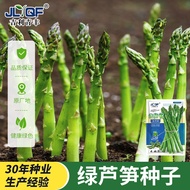 [Local Growing] Four Seasons Asparagus Seeds Potted Asparagus Seeds Asparagus Root Seedlings Fresh A