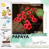 Vinca Tatto Papaya - 12 freshseed seeds