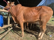 Sapi qurban madura murah bobot 340- 360 kg