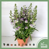 LIVE PLANT | Euryops Purple Flowering Plant Pokok Bunga Outdoor Indoor Plants (FLB060)