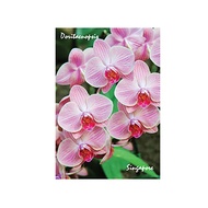 Metal Photo Magnet - Orchid