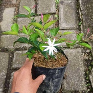 Gambir Jasmine Plant (Jasminum laurifolium) - Captivate Your Garden with Angel Wing Jasmine
