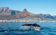 Cape Town Table Bay Half-Day Marine Eco Tour with Marine Life