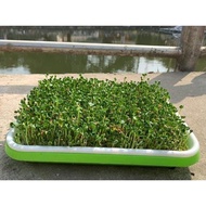 [ Combo of 3 pieces ] Specialized hydroponic sprout growing tray, 34x25x5cm thick