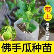 現貨  特價 小欣百貨  佛手瓜種瓜種苗種子種籽帶芽新鮮發芽福壽瓜苗春季陽臺盆栽蔬菜苗