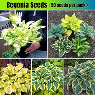 Singapore 50pcs Rare Begonia Seeds Hosta Plantaginea Flower Seeds for Planting Begonia Plant Seed   