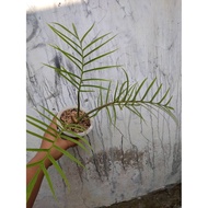 Sindo - Philodendron Tortum Live Plant GWGPSB9GPU
