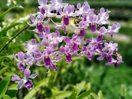 Hoa lan denro tím huế