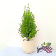 [Outdoor] Lemon Cypress Gold Crest Pine Plant by LS Group