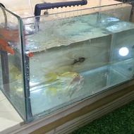 ตู้เลี้ยงปลากุ้ง ใส ขนาด 12นิ้ว (15.5x31x20cm) หนา 0.5 mm.