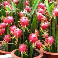 seeds - dwarf white  pitaya Dragon potted friendly/ biji benih  Buah Naga putih pokok renek buah leb
