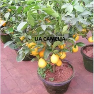 LEMON DWARF SEED MALAYSIA