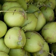 Buah Kelapa Muda Segar 1 Biji Fresh Coconut (Air Kelapa Muda)