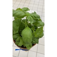 1 pot sweet Italian Basil wangi