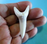 (馬加鯊牙)5.3公分#281.29 馬加鯊魚牙!超(大)長尺寸稀有未缺損.可當標本珍藏! 