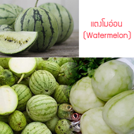 เมล็ดพันธุ์ แตงโมอ่อน (Watermelon) 40 เมล็ด ปลูกง่าย ปลูกได้ทั่วไทย