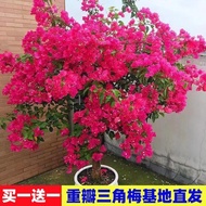 Anak Benih Bunga Bougainvillea Bonsai, Tanaman Merayap Halaman Rumah, Kelopak Ganda, Aromatik Tahan 