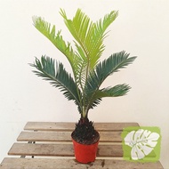 Cycas Revoluta Sago Palm 苏铁铁树 IOB