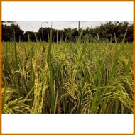 ◩ ∛ ◬ Binhi Palay Seeds/Rice Variety  222 & 436 BINHI Malakas umani Certified Seeds new harvest 1ki