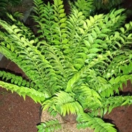 Pohon Zamia Fischeri Besar/ Sikas/ Cycad